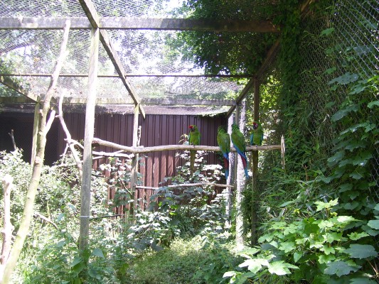 Planckendael104.JPG