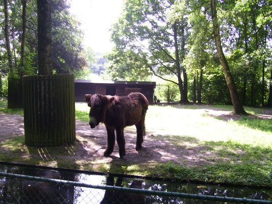 Planckendael106.JPG