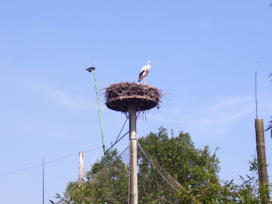 Planckendael062.JPG
