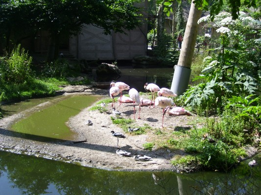 Planckendael064.JPG