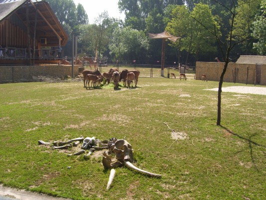 Planckendael066.JPG