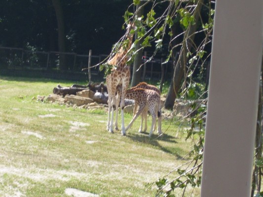 Planckendael070.JPG