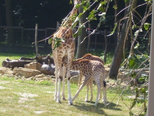 Planckendael071.JPG