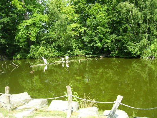 Planckendael075.JPG