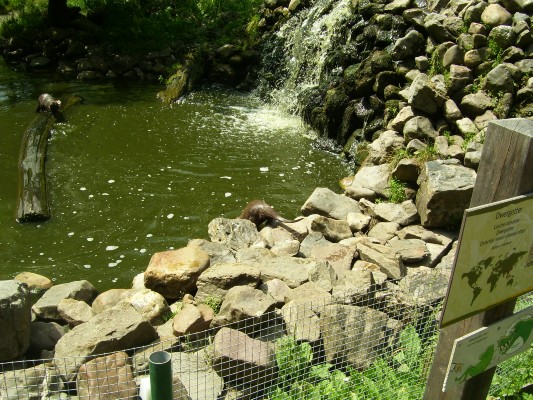 Planckendael093.JPG