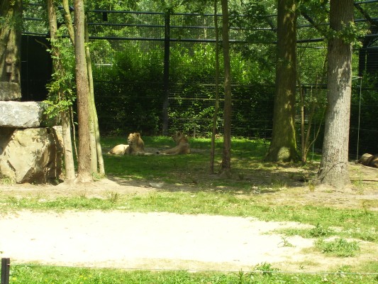 Planckendael098.JPG