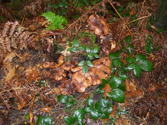 Bosklas1B_026.JPG