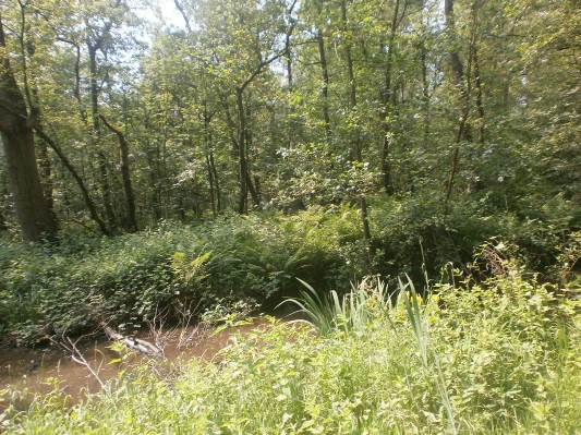 hazewinkel038.JPG
