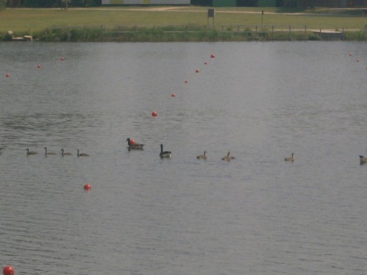 hazewinkel055.JPG