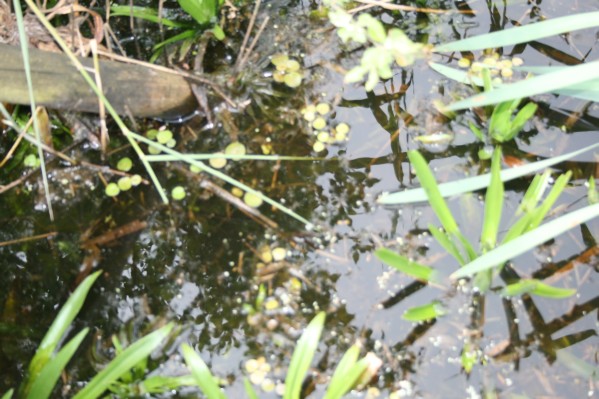 hazewinkel026.JPG