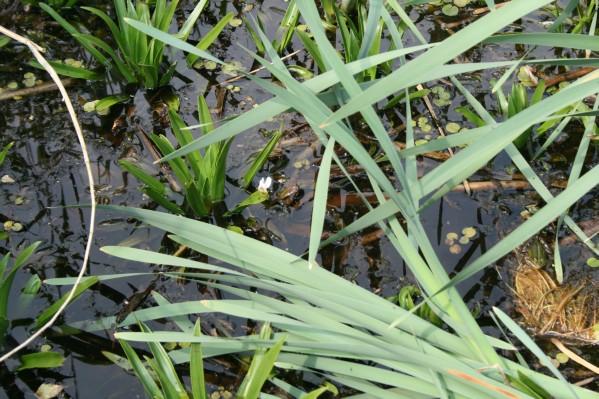 hazewinkel027.JPG