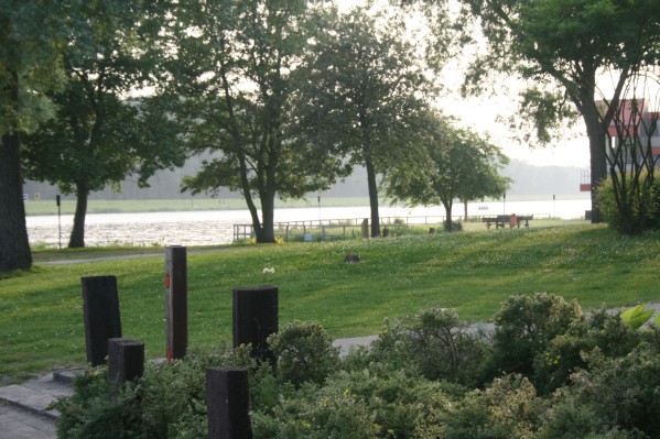 hazewinkel485.JPG