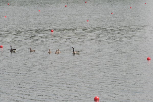 hazewinkel067.JPG