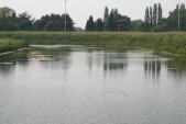 hazewinkel127.JPG