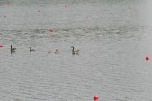 hazewinkel067.JPG