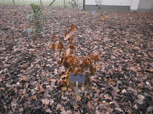 bos1A1B3140.JPG