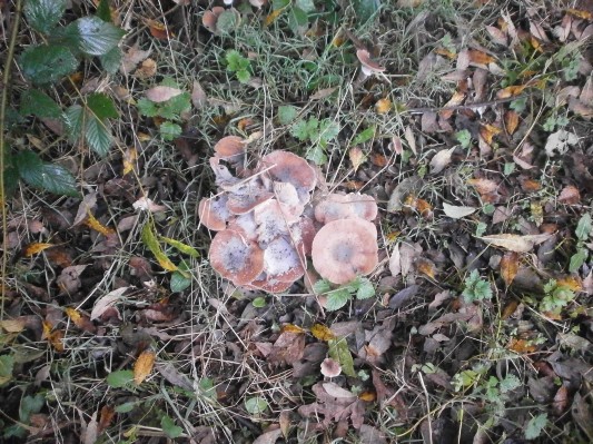 bos1A1B3160.JPG