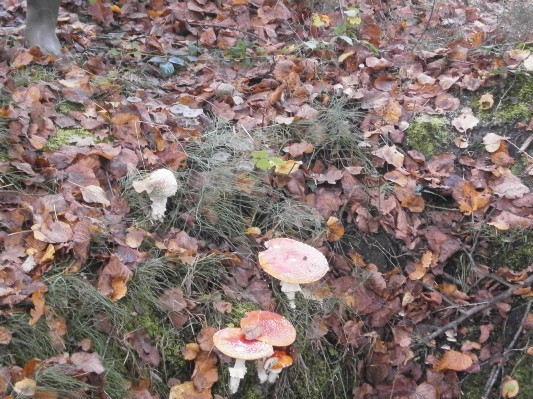 bos1A1B3165.JPG