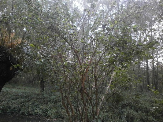 bos1A1B3173.JPG