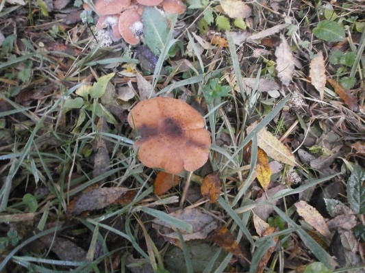 bos1A1B3179.JPG