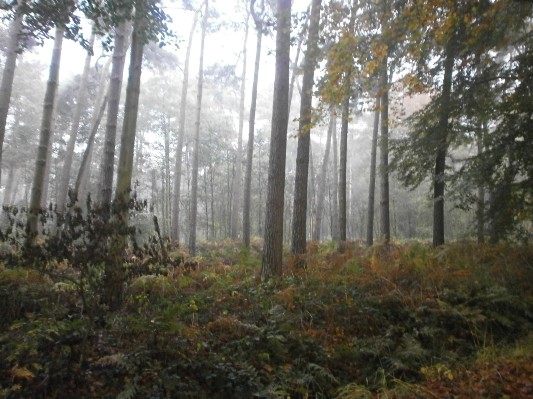 bos1A1B3190.JPG